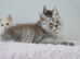 Stunning Maine coon kittens ( polydactyl)