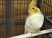 Adult bonded pair lutinos