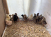 Legbar, Buff Orpington, Black Copper Maran, Light Sussex, chicks available
