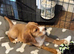 Cocker spaniel puppies