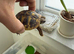 Hermaans tortoise for sale