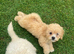 Beautiful poochon puppies
