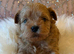 Stunning Asian Shihpoo puppies