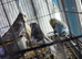 English Show budgies