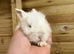 Mini lop crosses