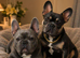 French Bulldog Puppies