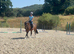 Quantocks Solace - Exceptional PC, SJ & EVENTING PROSPECT
