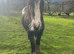 !! Horses for loan !!