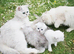 Beautiful kittens ready for their forever home