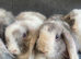 Mini lop litter. Ready 27th June