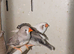 Proven pair and their young