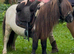 Fully Registered Miniature Shetland