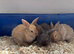 Dwarf lop bunnies