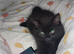 Half maincoon male kitten