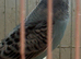 Young Budgies