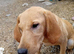 Yellow Labrador puppy