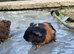 9 baby boars