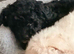 BEAUTIFUL TEDDY BEAR PUPPY FOR SALE