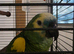 Beautiful blue fronted amazon talking parrot