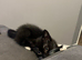 1 HANDSOME BOY NEEDING HOME ASAP