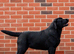 SHOW BLACK ENGLISH LABRADOR TOP QUALITY