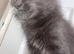 stunning XL full Maine coon kittens
