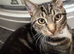 Two 9 month old boy kittens for sale!