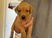 Beautiful litter of fox red Labrador puppies