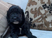 Adorable F1 Cockapoo puppies