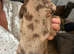 Springer spaniel cross dachshund puppies