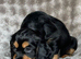 Pups black and tan and black and white