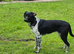 Beautiful female 9 month old German pointer cross collie