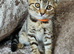 2 Brown tabby females left British blue shorthairs crossed