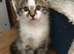 Five Kittens are ready for their new home