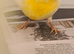 Lovely cock