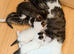 ️ Beautiful Loving Kittens Looking for Their Forever Homes ️