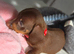 Stunning Miniature Dachshunds