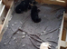 Germanshepherd pups for sale
