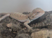 Stunning Baby Bearded Dragons – High-Contrast Hypo Morphs (Het Zero)