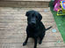 Labrador x German shepherd