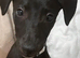 Bedlington/whippet puppies