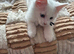 Maine Coon kittens
