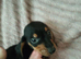 Miniature Dachshund puppies for sale