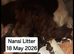Beautiful F1 Sprocker Puppies