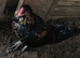 Roosters and cockerels for sale