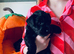 Miniature Schnauzer Puppies/Pups KC Registered