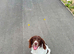 8 months old femail springer spaniel