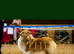 Shetland sheepdog
