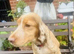 ADULT COCKER SPANIEL