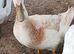 4 x welsh harlequin male ducks